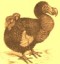 davedodo